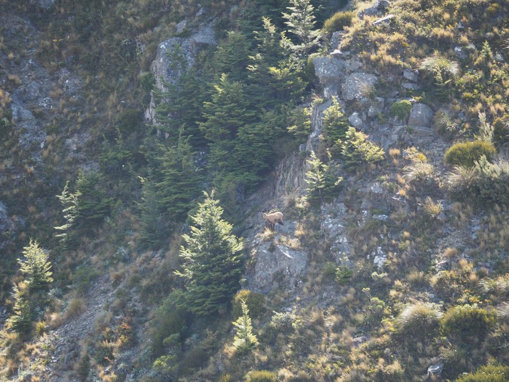 Chamois at 350m that was taken by the 7SAUM sporting the Tier One Bipod